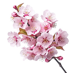 Wall Mural - Pink cherry blossom on transparent background, created with generative AI