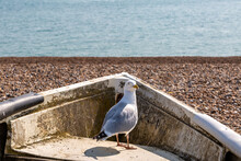 A Seagull Standing In A Boat In The Sunshine, At Seaford Beach In Sussex