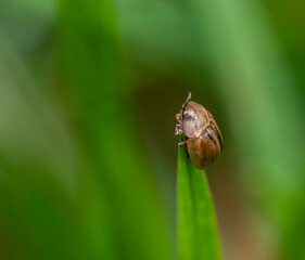 Wall Mural - Gold-striped tortoise beetle