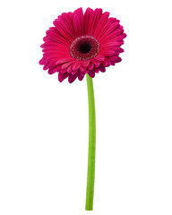 Poster - Gerbera, daisy flower, isolated on white background, full depth of field