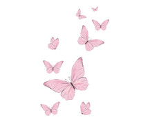 Pink Butterfly On White Background