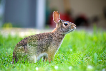 Wall Mural - Grey small hare eating grass on summer field. Wild rabbit in nature