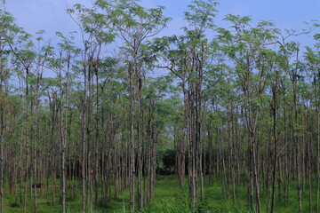  Eucalyptus trees