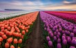 Colorful rows of beautiful tulips flowers in the Netherlands. Generative AI illustration.