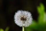 Fototapeta Dmuchawce - Sharp dying white dandelion in high resolution