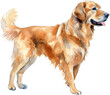 watercolor golden retriever isolated on white background