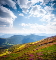 Sticker - A charming pink rhododendron blooms on the slopes on a sunny day. Carpathian mountains, Ukraine, Europe.