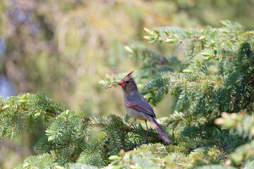 Sticker - The female northern cardinal brings material for nest building