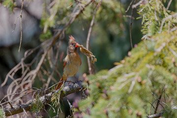 Wall Mural - The female northern cardinal brings material for nest building