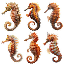Collection Of Six Seahorses On A Transparent Background, Generative AI