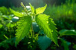 © Adrian Grosu - Stinging nettle plant (Urtica Dioica) under morning lighting. Created with Generative AI technology.