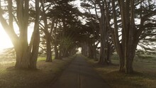 Fairytale Road Tree Tunnel Landscape. Cypress Trees In Beautiful Morning Near San Francisco On Foggy Morning Concept. Aerial View Stunning Cypress Tree Tunnel At Point Reyes Park California USA 4K