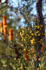 Wall Mural - Autumn Sydney woodland and sclerophyll forest understory with yellow and red flowers of the Australian native pea Bossiaea heterophylla, family Fabaceae and orange Banksia ericifolia, Proteaceae