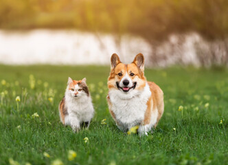 Wall Mural - funny animals dog and cat walking on a sunny summer meadow in the grass