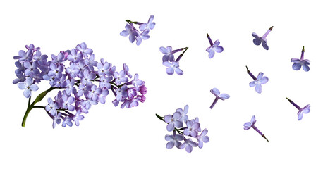 Wall Mural - Botanical collection. Blooming lilac isolated on white background. Element for creating levitation, designs, cards, patterns, flower arrangements, frames, wedding cards and invitations.