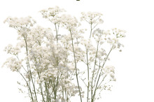 White Flowers On A White Background