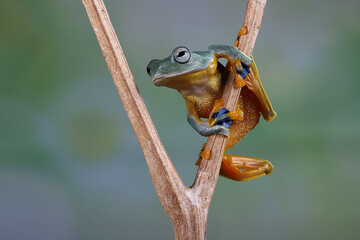 Wall Mural - Flying frog (Rhacophorus reinwardtii) also called a gliding frog.