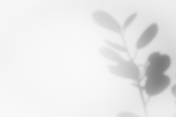 Poster - dollar leaf shadow overlay