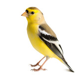 Fototapeta  - American Goldfinch bird isolated on a transparent background, Generative ai 