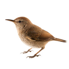 House Wren Bird Isolated On A Transparent Background, Generative Ai 