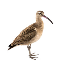 Whimbrel Bird Isolated On A Transparent Background, Generative Ai 
