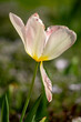 tulip flower in spring