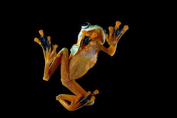 Wall Mural - flying frog or javan tree frog climbing on glass with black background