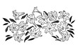 ユリの花のイラスト（線画）