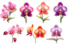 Elegant Orchids: A Set Of Exquisite Illustrations On A White Background. Generative Ai