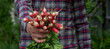 close-up of a bunch of freshly picked radishes in the hands of a farmer.