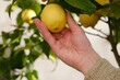 male hand touches fruits of lemon tree of genus Citrus of Rutaceae family, garden in valley, plantation trees genus Citrus family Rutaceae, healthy food, vitamin c, industrial citrus fruit production
