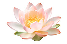 Pink Lotus Isolated On White