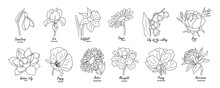 Birth Month Flowers. Set Of Floral Line Art Vector Illustrations. Snowdrop, Daffodil, Rose, Daisy, Poppy, Lilies, Peony, Aster Hand Drawn Black Ink Sketch Isolated On Transparent Background.