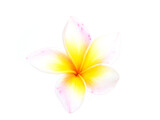 Fototapeta Motyle - Close up frangipani flowers   isolated on white background