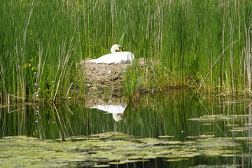 Wall Mural - Mute Swan with 7 young in the nest (Cygnus olor) Anatidae family. Hanover, May 21, 2023. Germany.