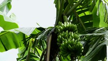 Green Bananas On A Tree. Bananas That Have Just Ripened