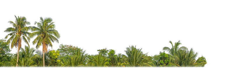 Poster - Palm trees in summer on transparent  background with clipping path and alpha channel.