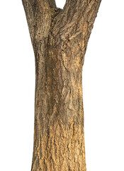 Aufkleber - Trunk of a tree Isolated On transparent Background...