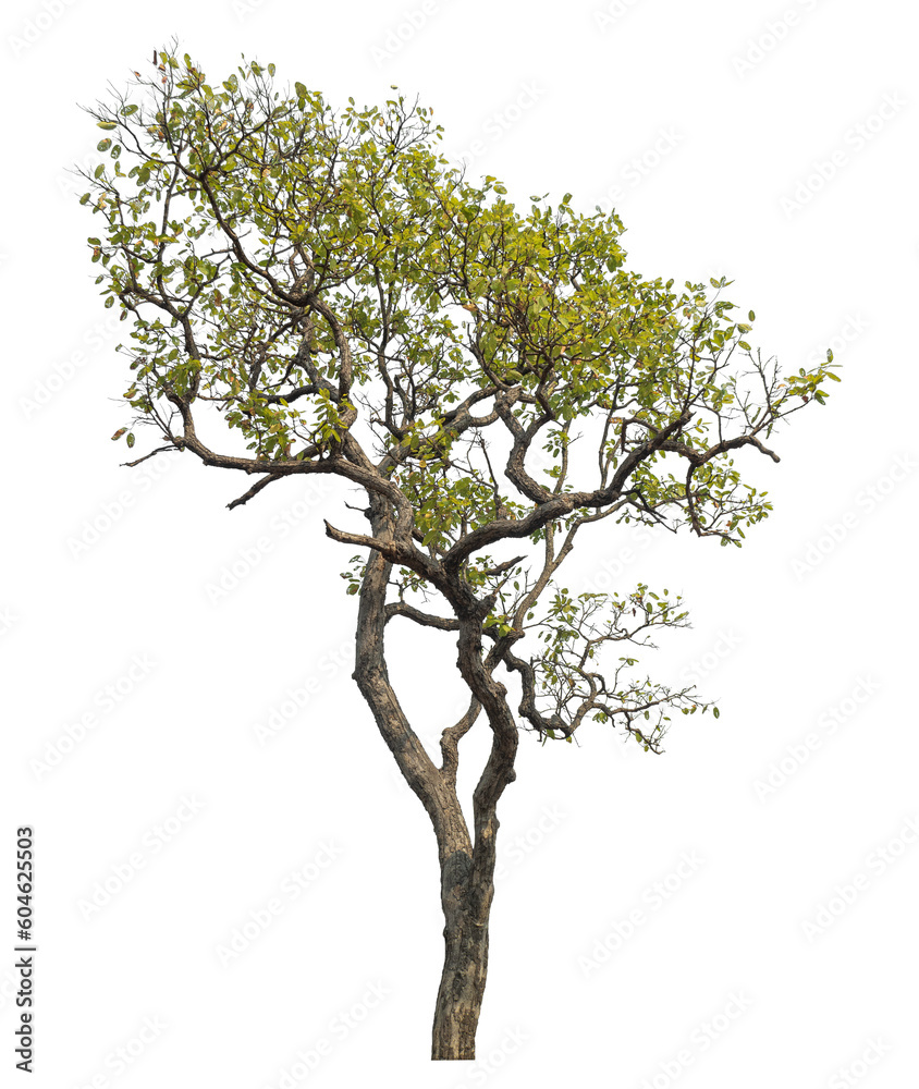 Green tree isolated on transparent background with clipping path and ...