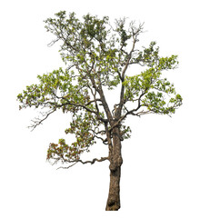 Green tree isolated on transparent background with clipping path and alpha channel..