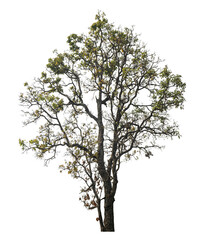 Poster - Green tree isolated on transparent background with clipping path and alpha channel.