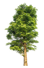 Poster - Green tree isolated on transparent background with clipping path and alpha channel.
