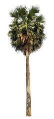Poster - sugar palm isolated on transparent background with clipping path and alpha channel..