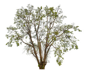 Wall Mural - Green tree isolated on transparent background with clipping path and alpha channel.