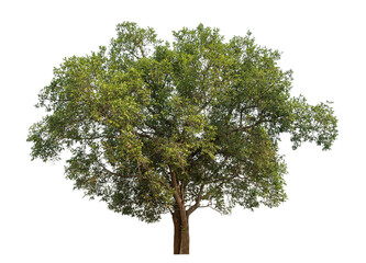 Aufkleber - Green tree isolated on transparent background with clipping path and alpha channel.