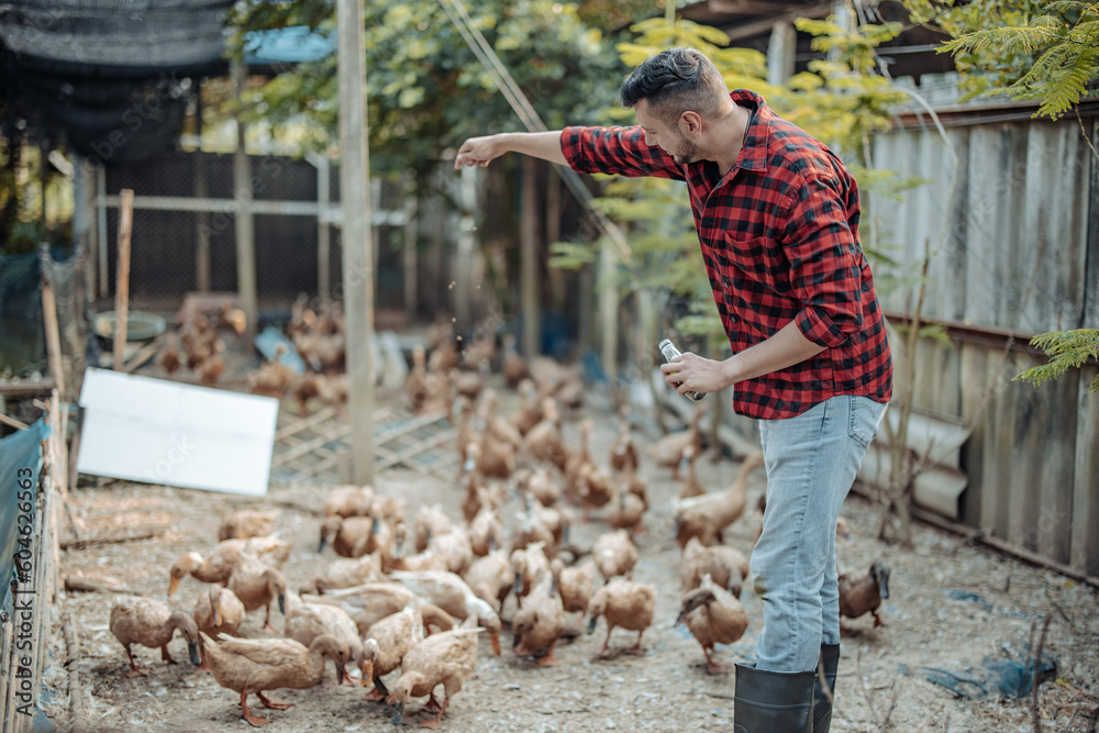 Helper Duck The livestock farm worker joyfully feeds the ducks. Identifying ...