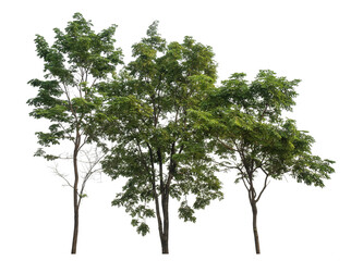 Aufkleber - Green tree isolated on transparent background with clipping path and alpha channel.