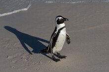 One Jackass Penguin Walking At Boulders Beach In Simonstown, South Africa