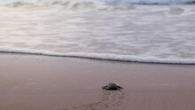 Olive Ridley Turtle Hatchling Crawling On Sand Of Sea Beach Towards The Ocean.