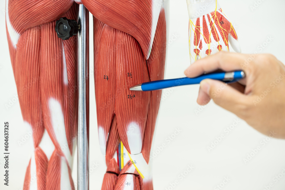 Physiotherapist explaining muscle injury to athlete.Doctor explains the ...